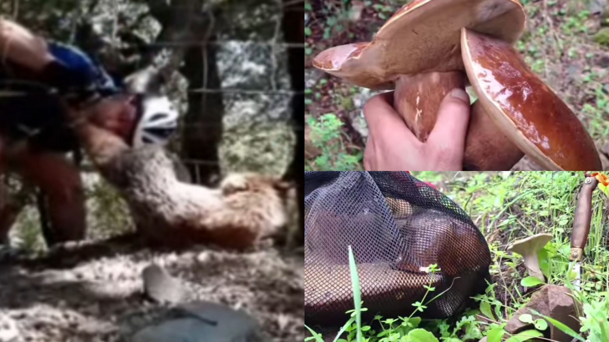 Gonnosfanadiga, tra boschi e sentieri non solo a caccia di funghi