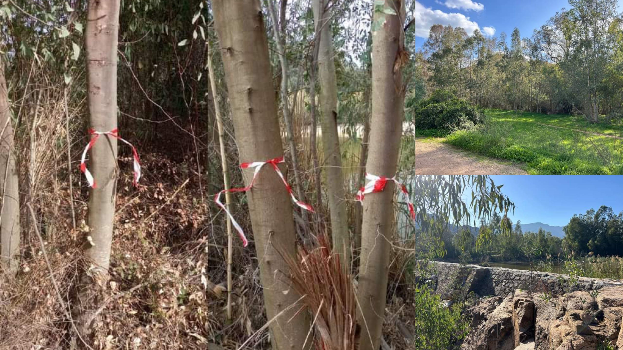 Capoterra, a Poggio dei Pini via Eucalyptus  ed essenze infestanti