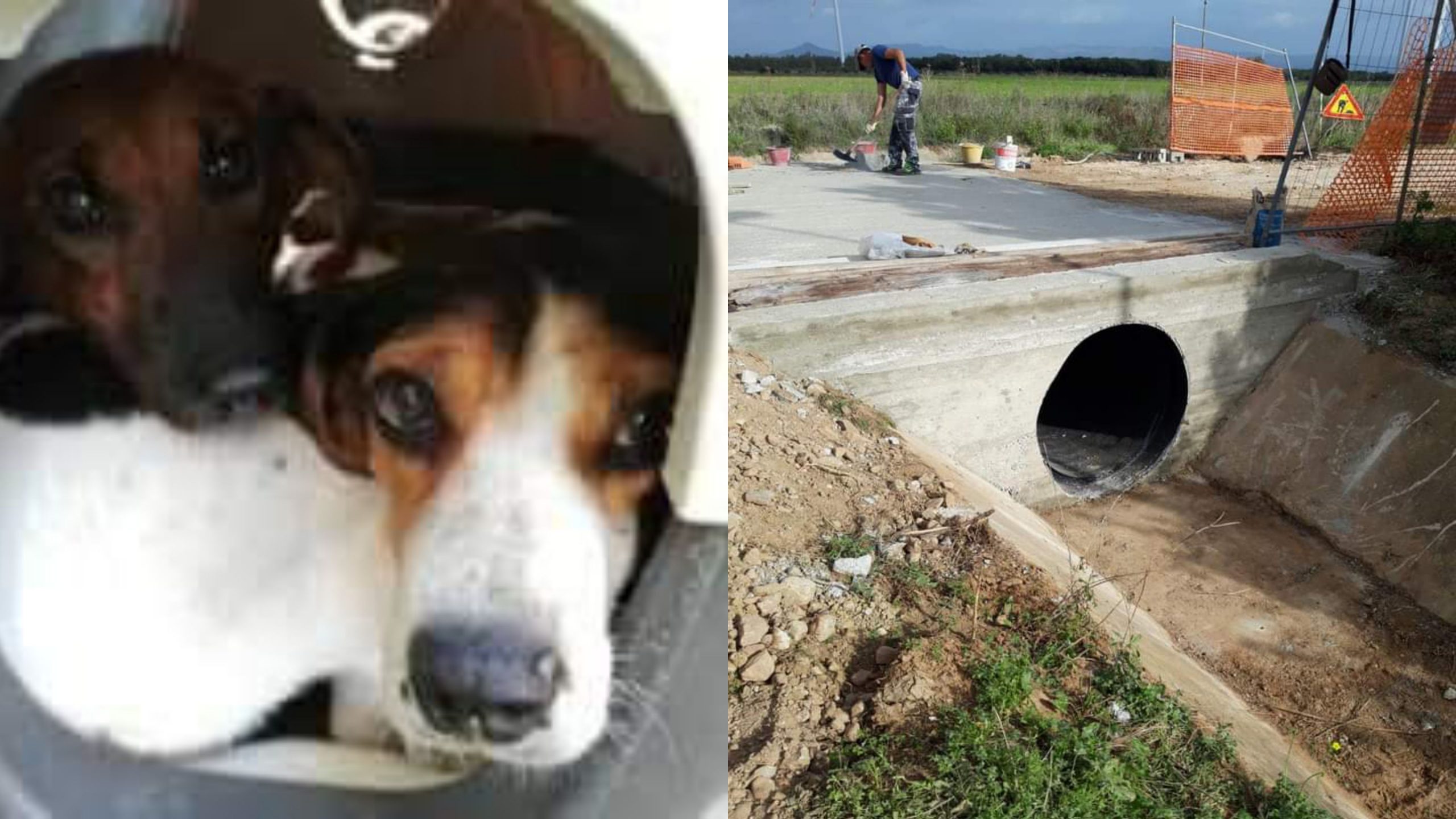 Canile più sicuro a Villacidro, al via i lavori per la messa in sicurezza