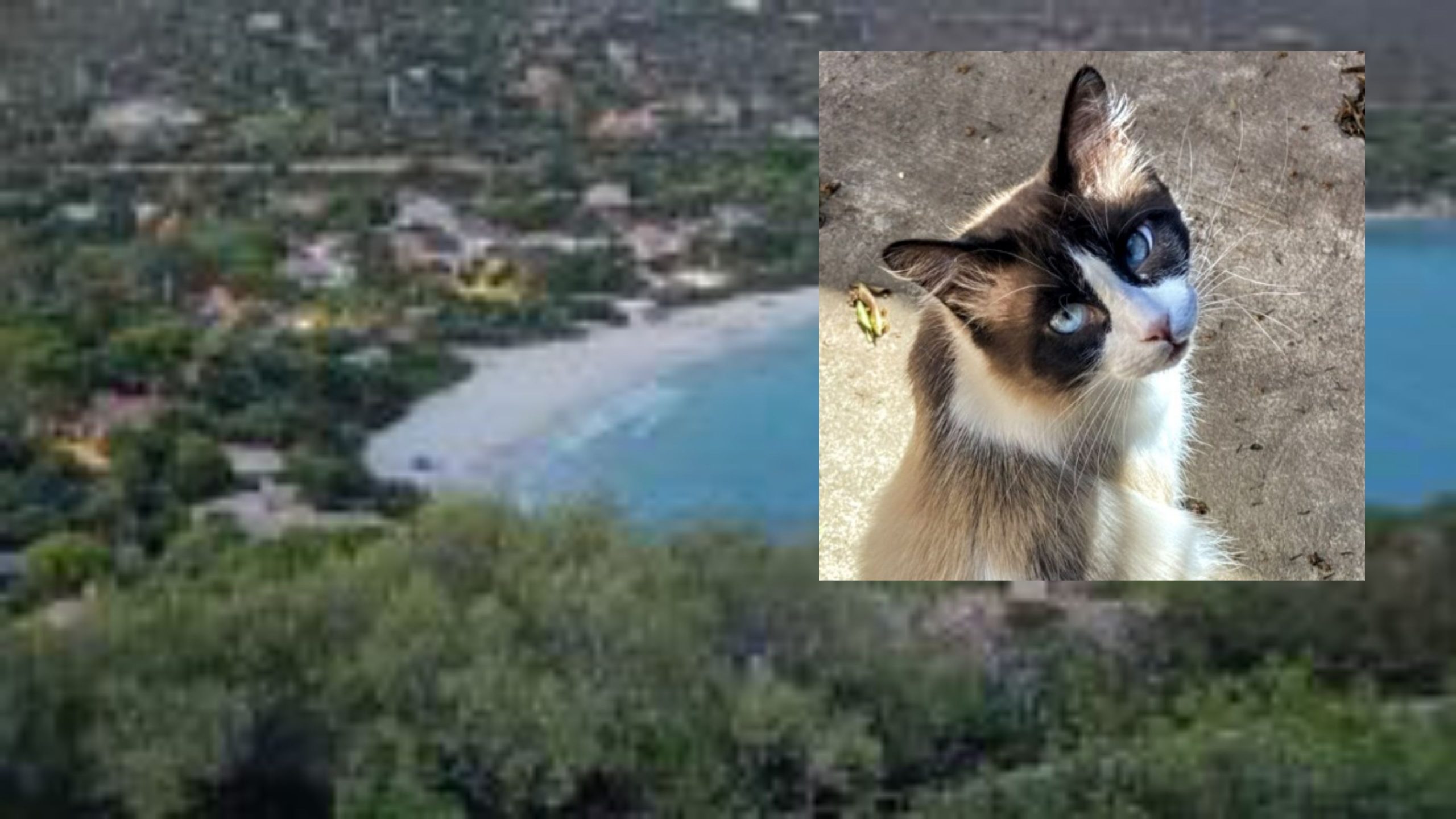 Torre delle Stelle, la strage di gatti prosegue: altri 3 felini rinvenuti morti