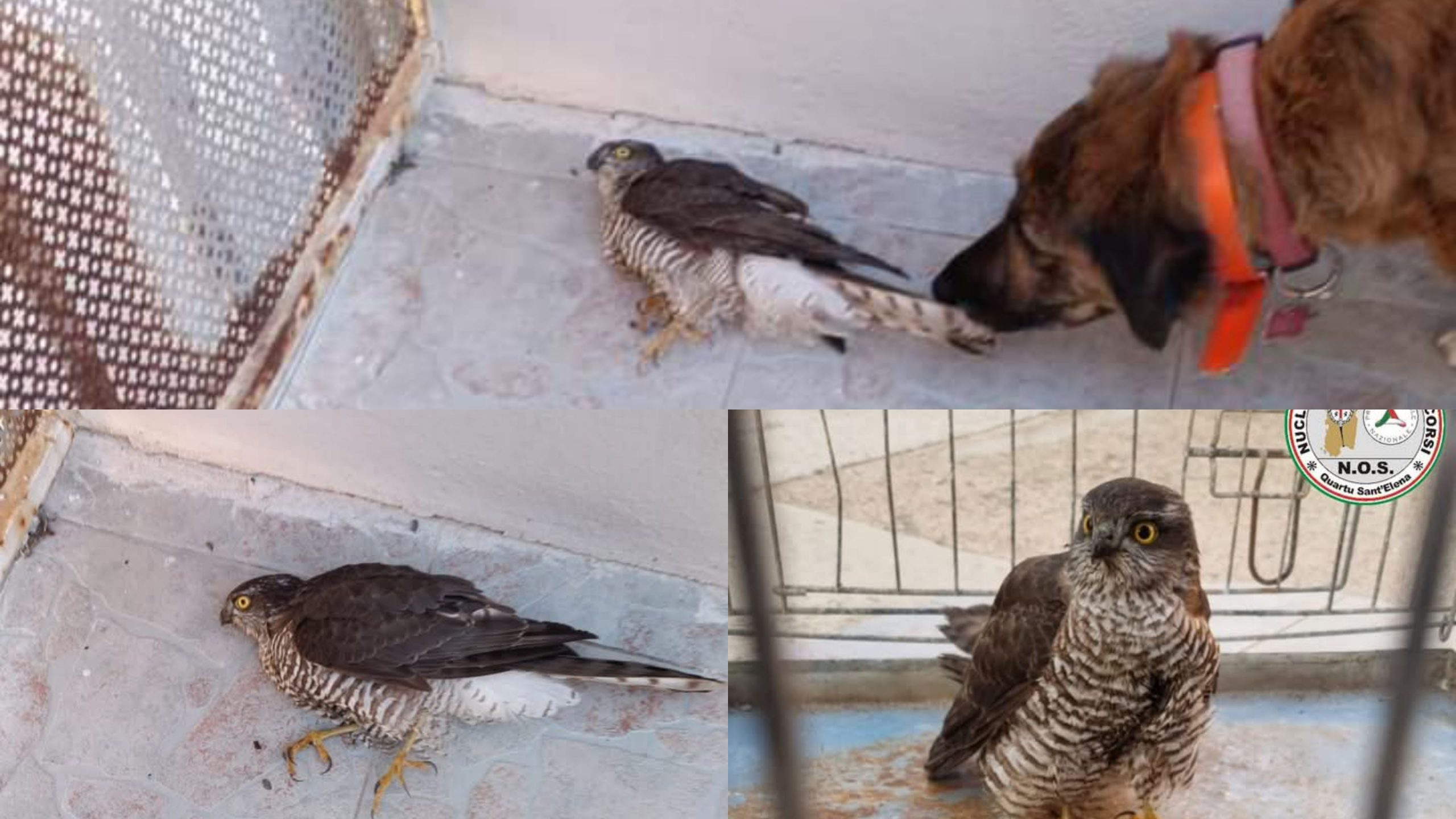 Quartu Sant’Elena, sparviero gravemente ferito in viale Marconi