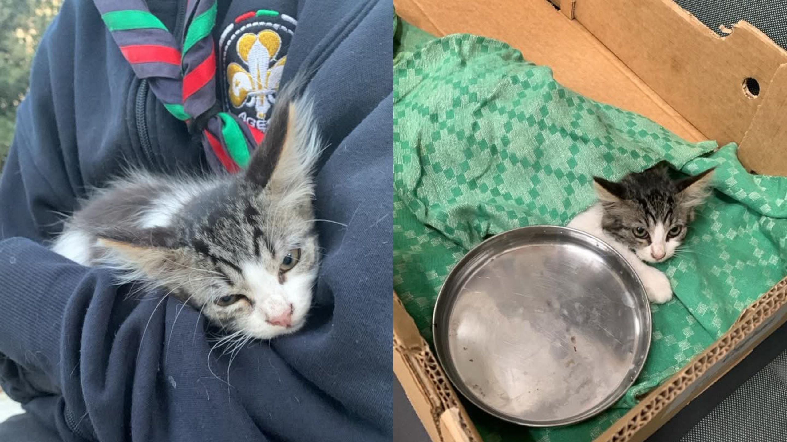 Decimomannu, gli scout salvano un gattino incastrato in un portone