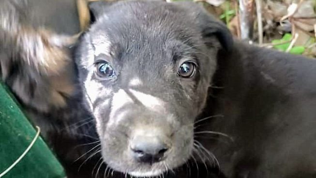 Allarme randagismo a Serrenti, animali abbandonati nelle piazzole della Ss 131