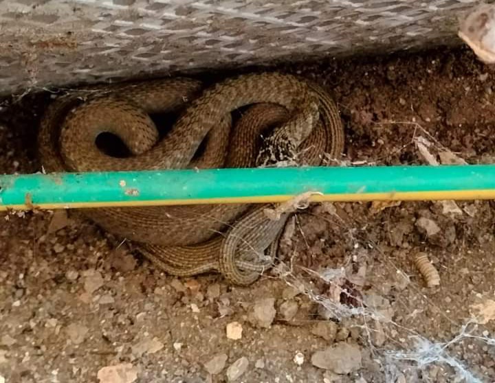 Dolianova, un serpente nel cortile di casa mette in agitazione una famiglia