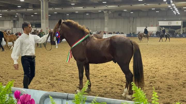 Laconi, il cavallino del Sarcidano alla Fieracavalli 2024