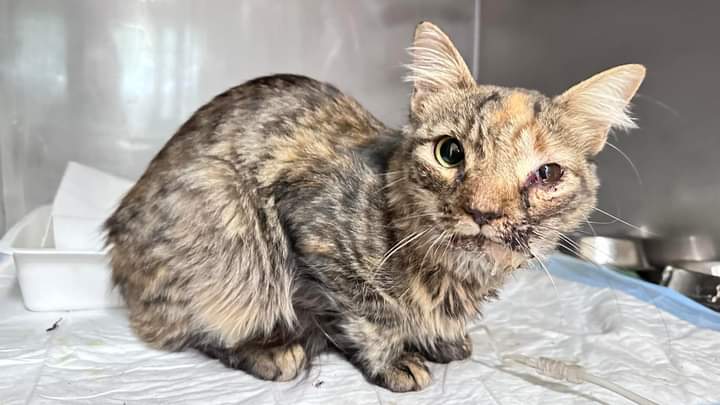 Pirri, fondi donati a un’associazione di volontariato in ricordo di Perla