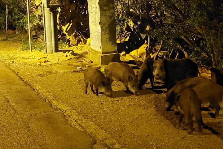 Sinnai, famigliola di cinghiali banchetta a bordo strada