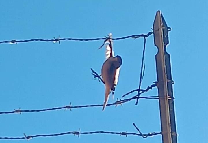 Fluminimaggiore, uccellino in difficoltà fa scattare l’allarme tra i bimbi della scuola elementare