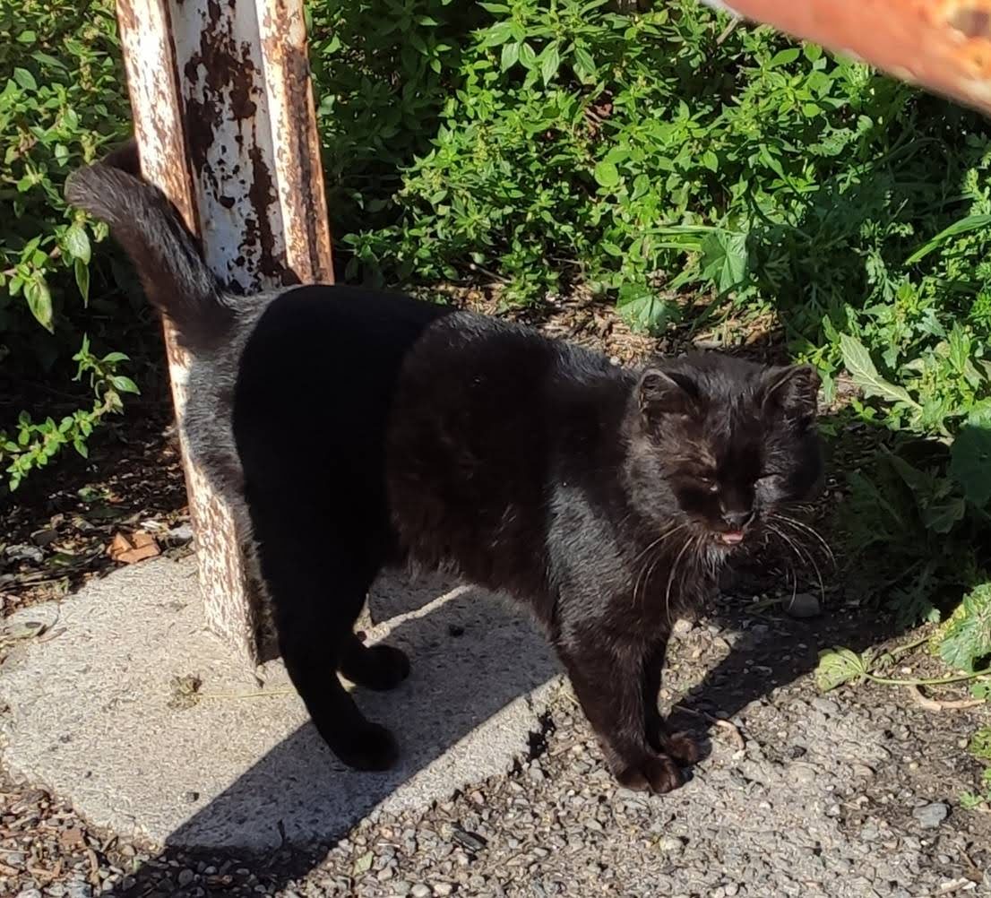 Scomparso da via Lauro De Bosis a Pirri, cercasi Nerino