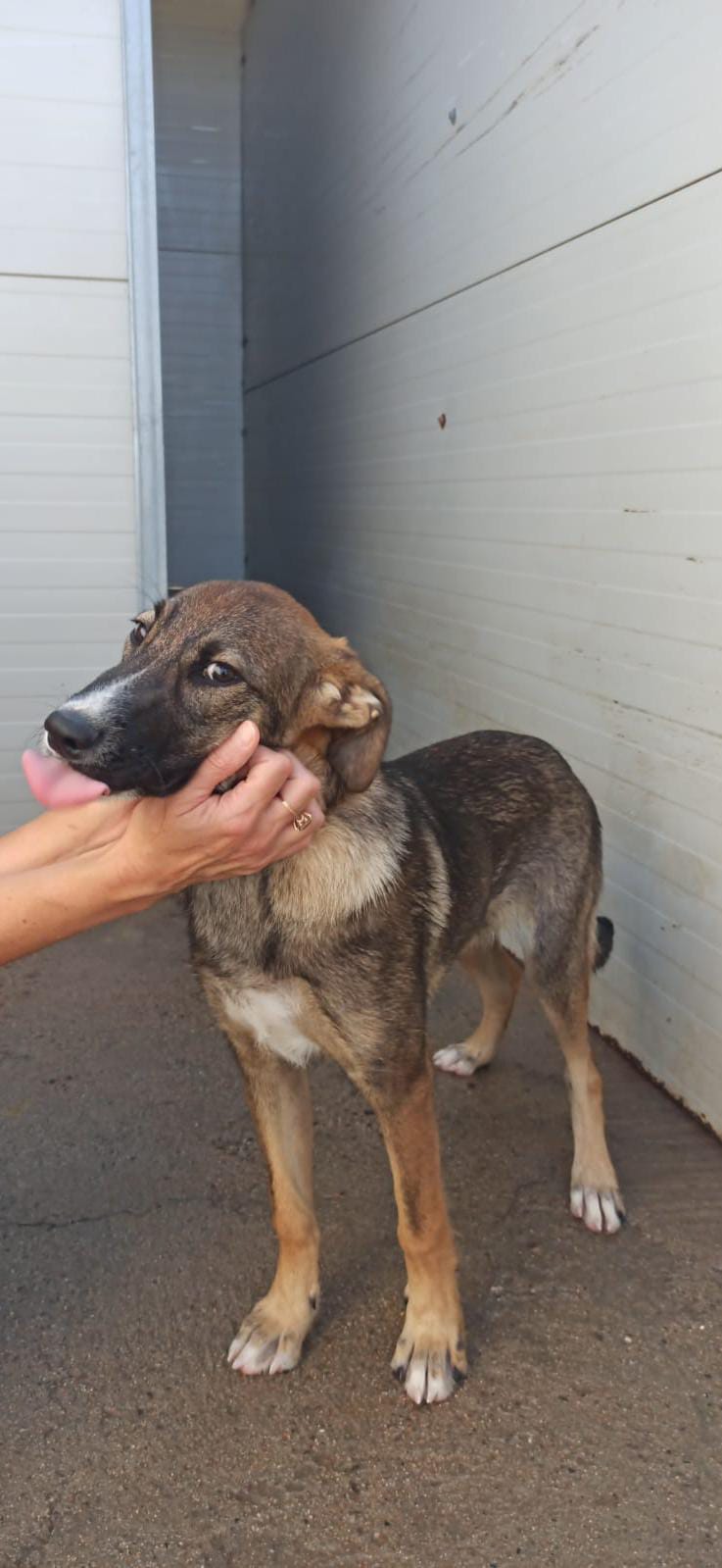 Tutti in cerca di adozione per la cucciola Trilly, salvata dai volontari dell’Oipa di Cagliari