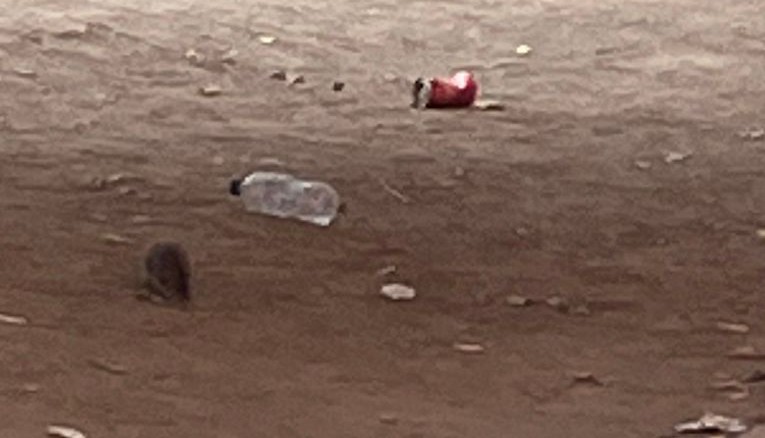 Cagliari: scabbia, topi e pidocchi, nelle scuole è allarme sanitario