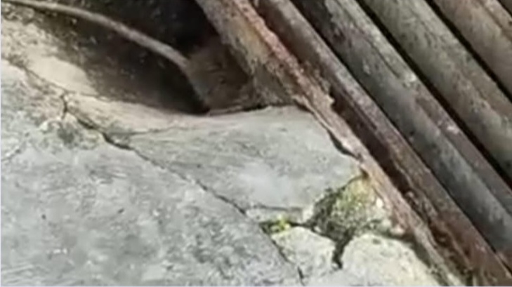 Ratti saltano fuori dai tombini a Monserrato, residenti esasperati