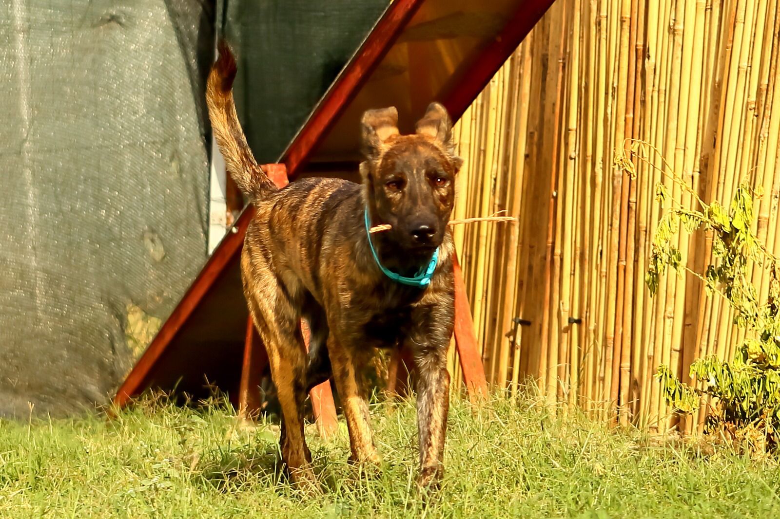 Radio Zampetta Sarda: Camelot cerca adozione