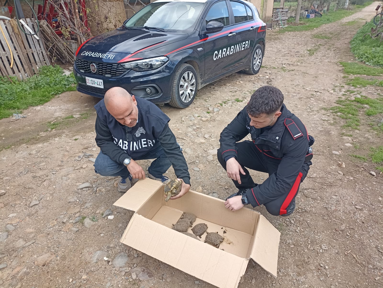 Non solo droga, in casa anche testuggini protette: scatta la denuncia