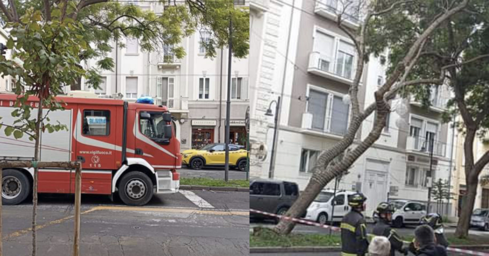 Cagliari, via Dante nel caos per la caduta di un grosso albero