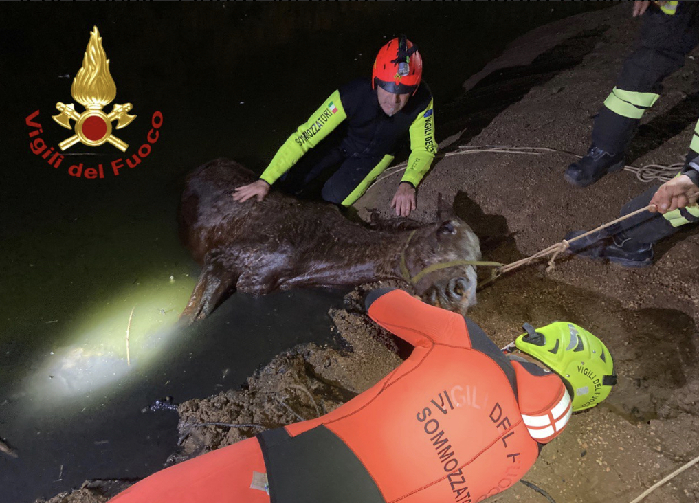 Pula, cavallo cade in un vascone: soccorso dai Vigili del Fuoco