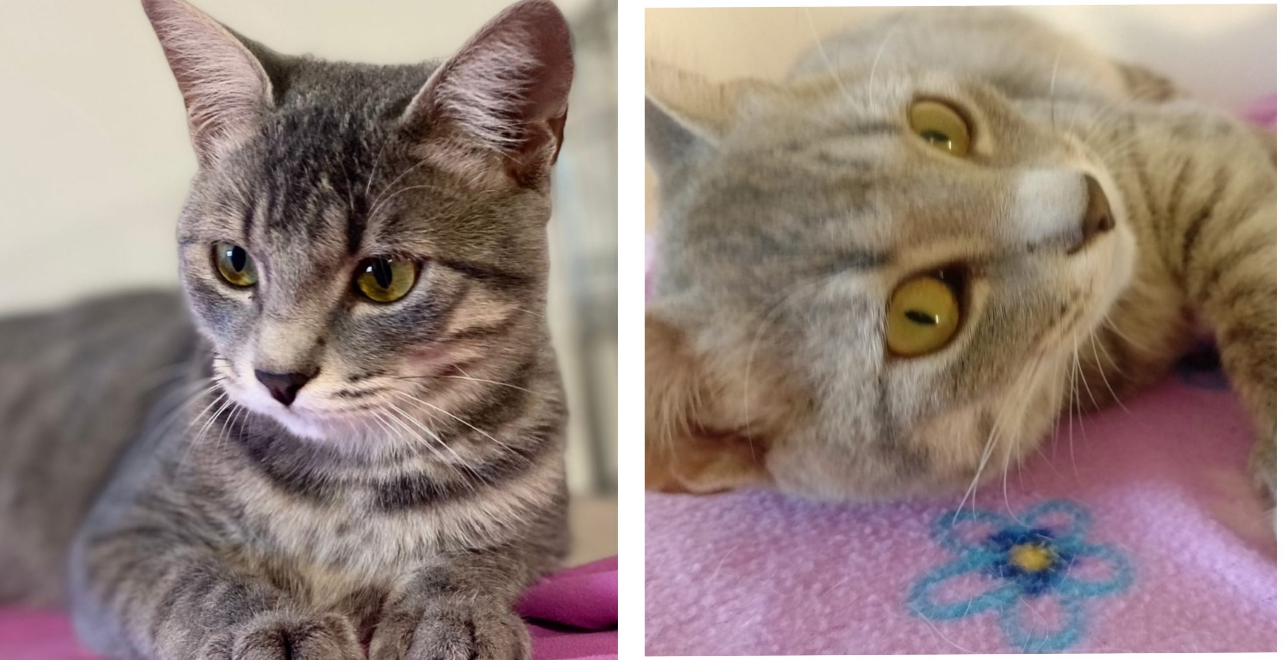 Radio Zampetta Sarda: adozione del cuore per due sorelline salvate dalla strada