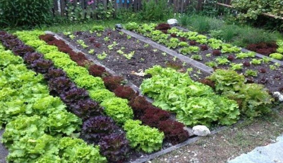 Villamassargia, il Gal Sulcis finanzia il progetto “L’orto dei nonni e delle nonne”