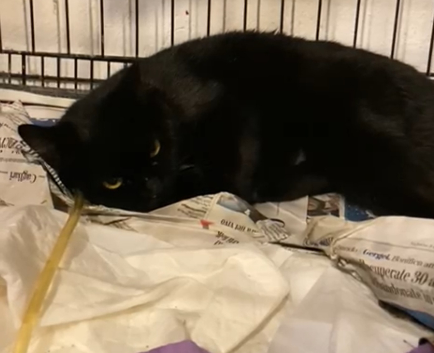 Raccolta fondi a Radio Zampetta Sarda per salvare Morgana