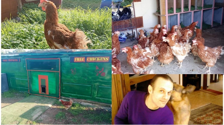 Selargius: salvate dagli allevamenti intensivi, ora le galline razzolano felici