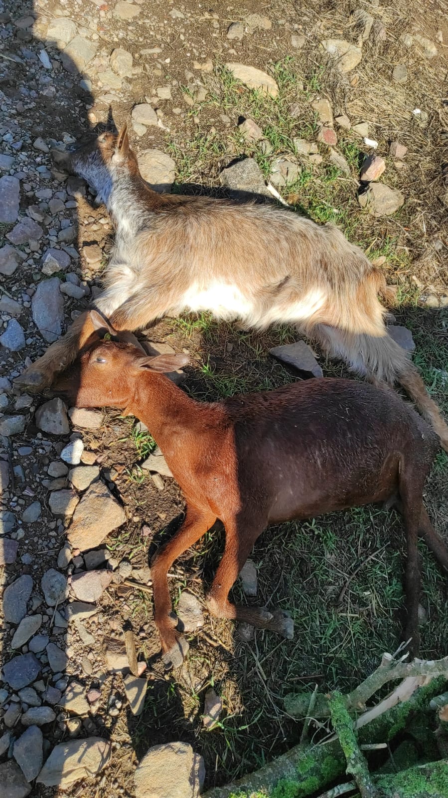 Lingua blu in Sardegna, casi accertati di morte ora anche tra i caprini