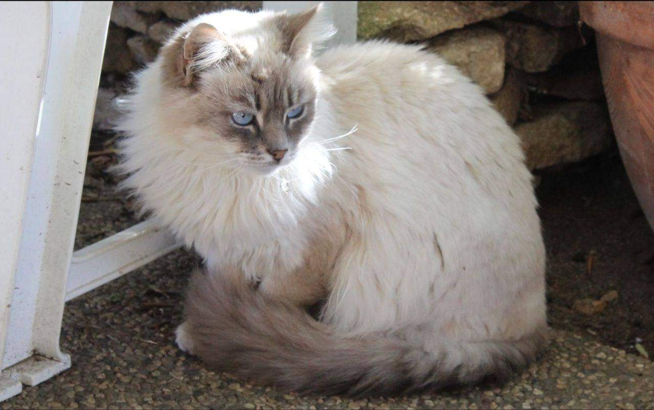 Radio Zampetta Sarda, adozione del cuore per la bellissima Charlotte