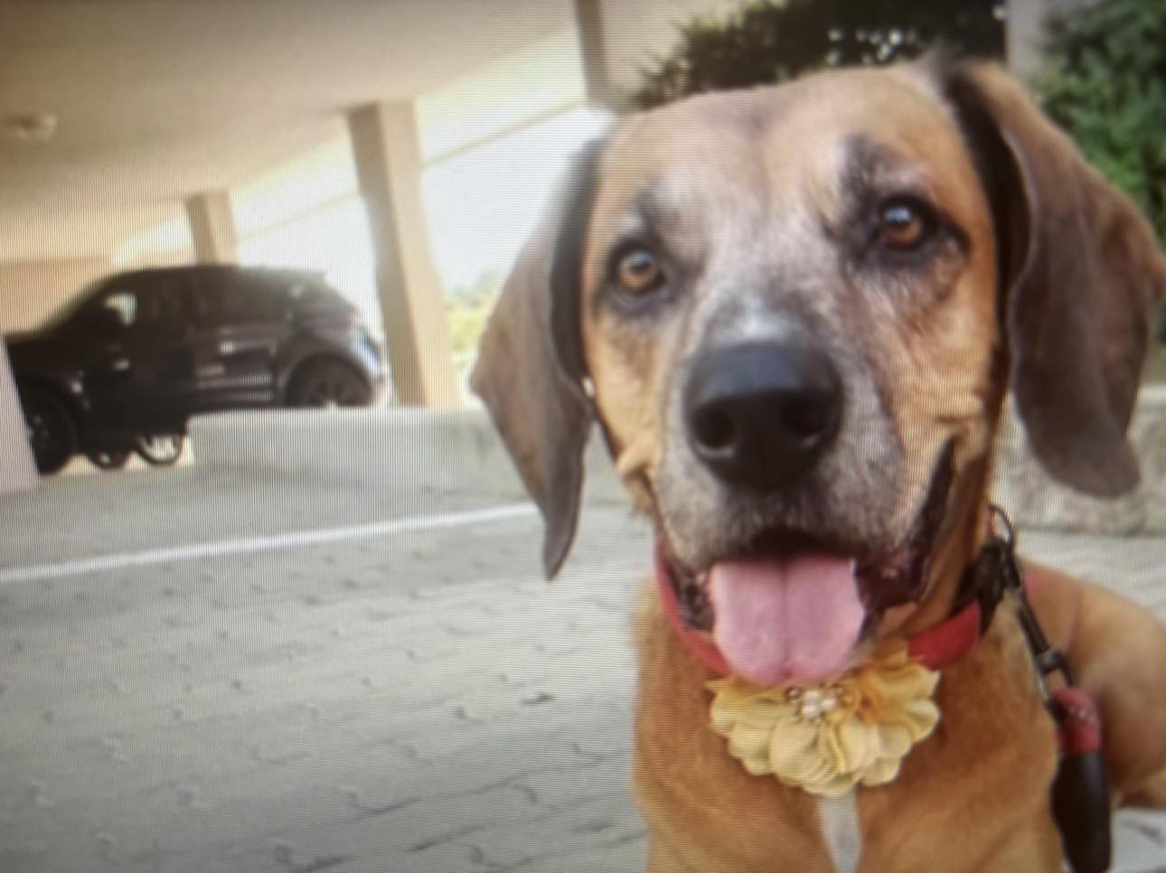 Luna, la cagnetta che rischia in canile: la padrona ha un tumore, aiutiamola a trovare una nuova famiglia