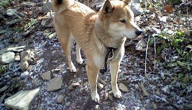 Orrore senza fine, tra Pirri e Monserrato i resti di un cane carbonizzato