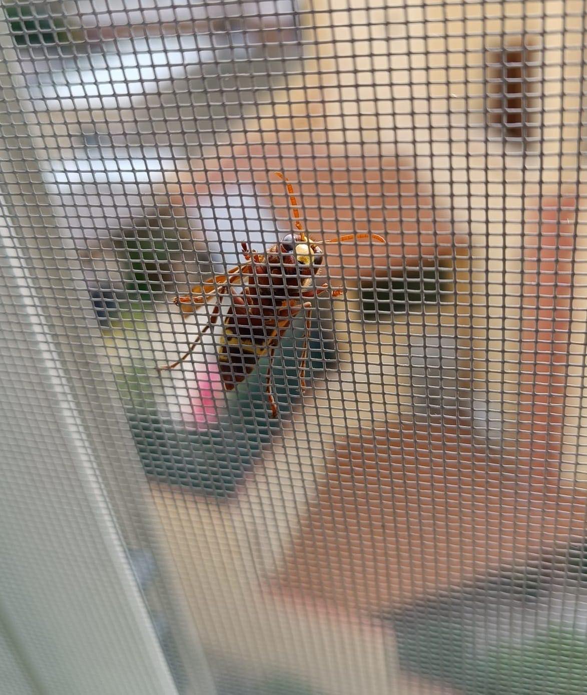 Cagliari, spuntano le vespe orientali anche nella zona di via Bologna: “Eccola, sulla mia zanzariera”