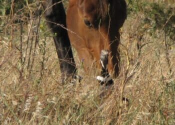 Agrivoltaico, il Grig: “La speculazione energetica vuole trasformare la piana di Cossoine”