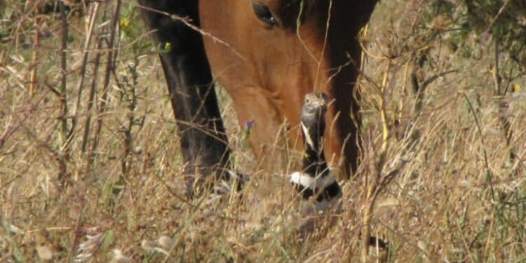 Agrivoltaico, il Grig: “La speculazione energetica vuole trasformare la piana di Cossoine”