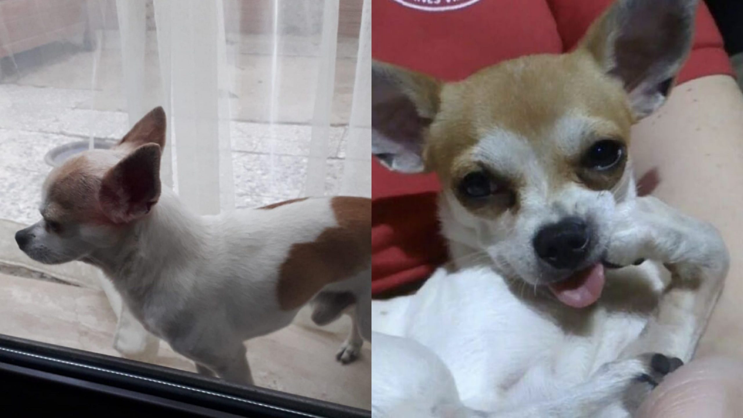 Samatzai, l’appello disperato di Federica: “Aiutatemi a ritrovare Gimmy”