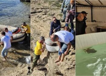Pula, tre tartarughe ritrovano la libertà tra le onde del mare