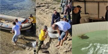 Pula, tre tartarughe ritrovano la libertà tra le onde del mare