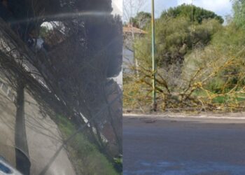 Forte vento a Serramanna, un albero crolla sul marciapiede