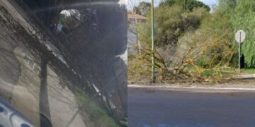 Forte vento a Serramanna, un albero crolla sul marciapiede