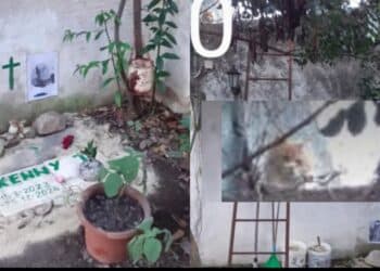 Amicizia oltre la morte a Siliqua: un gatto veglia sulla tomba dell’amico investito e ucciso quattro giorni fa