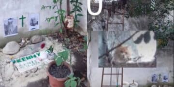 Amicizia oltre la morte a Siliqua: un gatto veglia sulla tomba dell’amico investito e ucciso quattro giorni fa