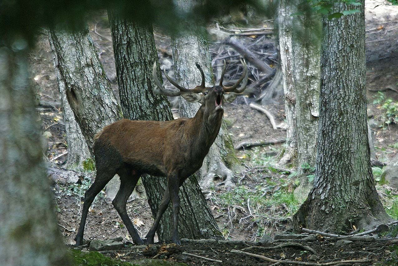 E’ ancora allarme cervi sulla Ss 195: “Tre grossi esemplari hanno saltato la carreggiata”