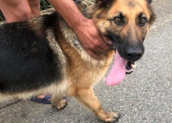 Sinnai, cane di grossa taglia e senza museruola morde il braccio di un bambino