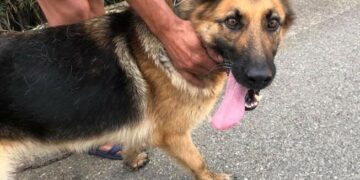 Sinnai, cane di grossa taglia e senza museruola morde il braccio di un bambino