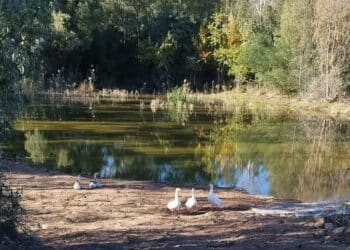 Capoterra, le oche del lago di Poggio dei Pini hanno trovato una casa sicura