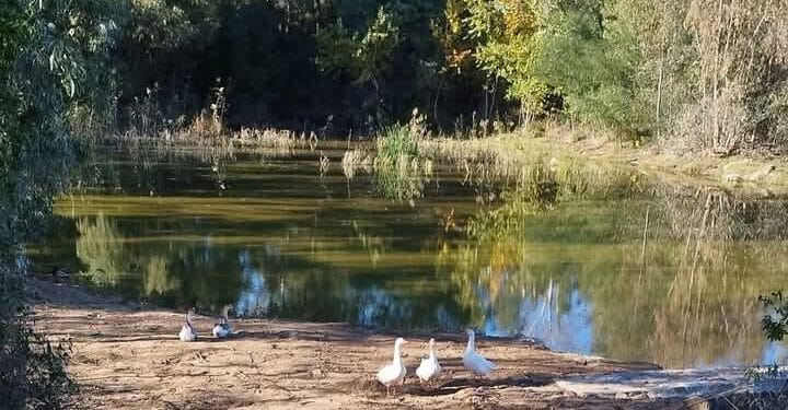 Capoterra, le oche del lago di Poggio dei Pini hanno trovato una casa sicura