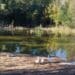 Capoterra, le oche del lago di Poggio dei Pini hanno trovato una casa sicura