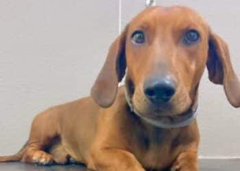 Oristano, in coma etilico si salva grazie all’abbaiare insistente del bassotto Camillo