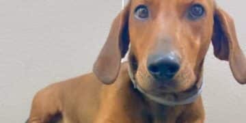 Oristano, in coma etilico si salva grazie all’abbaiare insistente del bassotto Camillo