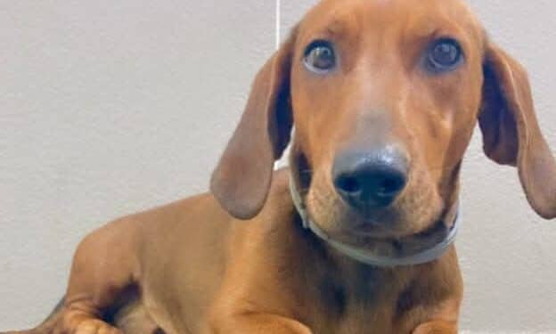 Oristano, in coma etilico si salva grazie all’abbaiare insistente del bassotto Camillo