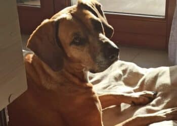 Cagliari, la padrona è morta: adozione urgente per Luna