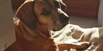 Cagliari, la padrona è morta: adozione urgente per Luna