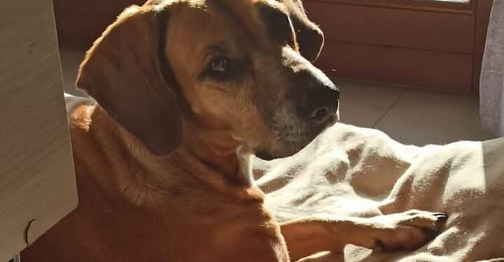 Cagliari, la padrona è morta: adozione urgente per Luna